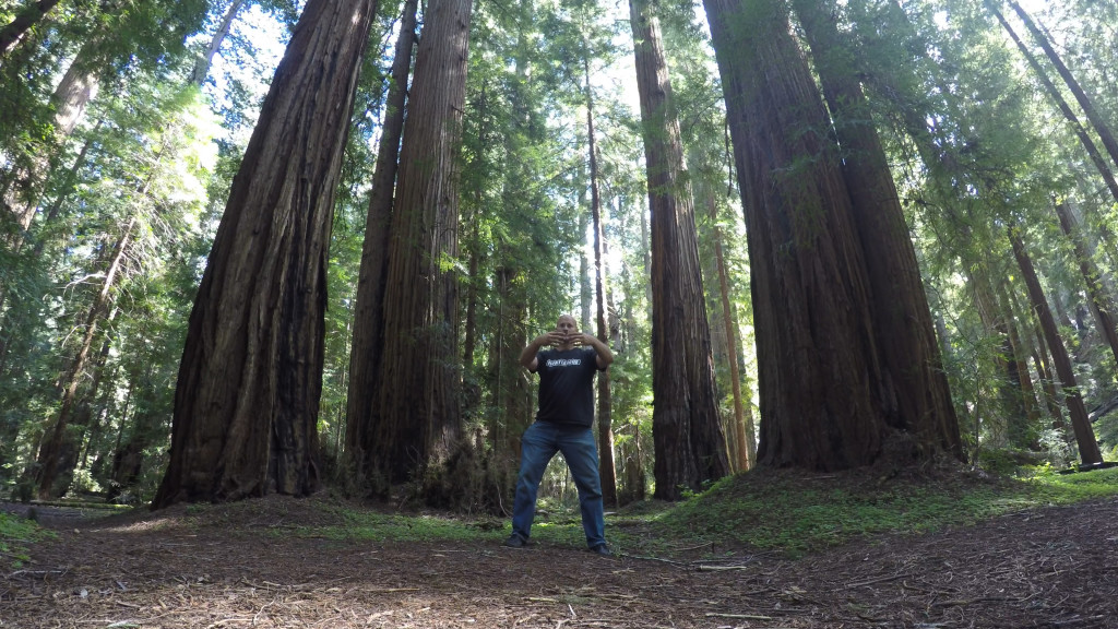 Stand Like a Tree Amongst The Redwoods