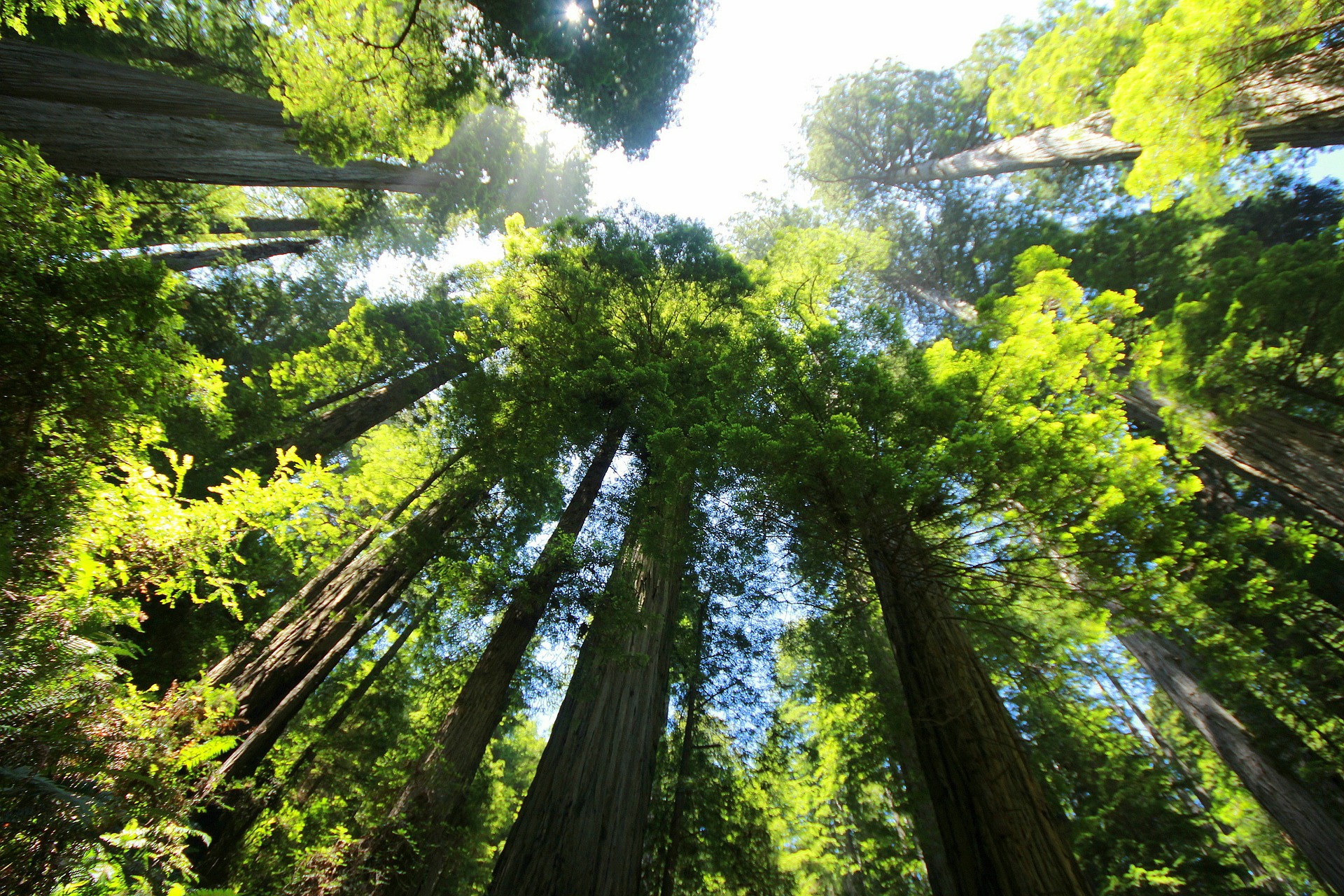 High trees to show qigong practice in the forest of giant redwoods in northern California