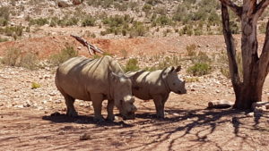 Qigong in South Africa