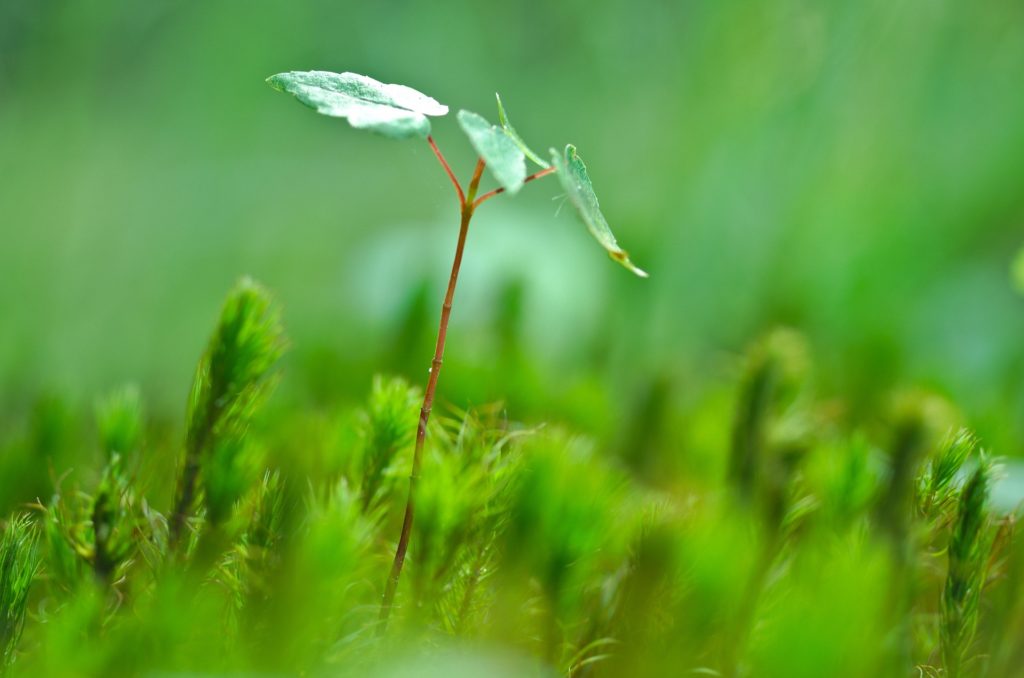 the energy of nature affects us and our qigong