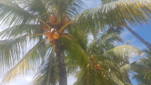 Coconuts! the early afternoon is a good time to eat protein according to the Chinese Meridian Clock