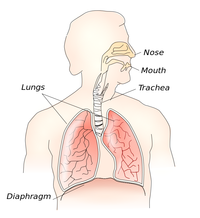 This diagram shows the diaphragm muscle to help understand its action in breathing