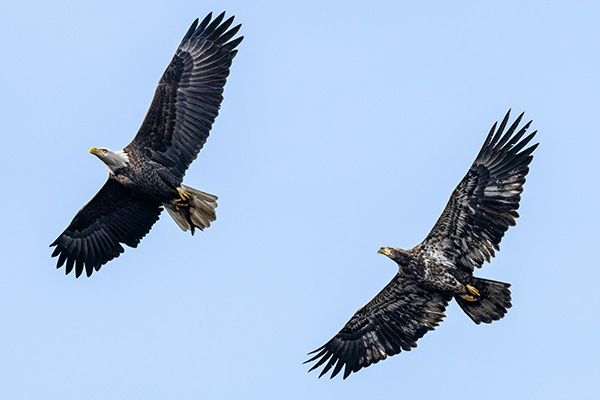 Eagles flying to show the free spirit in learning