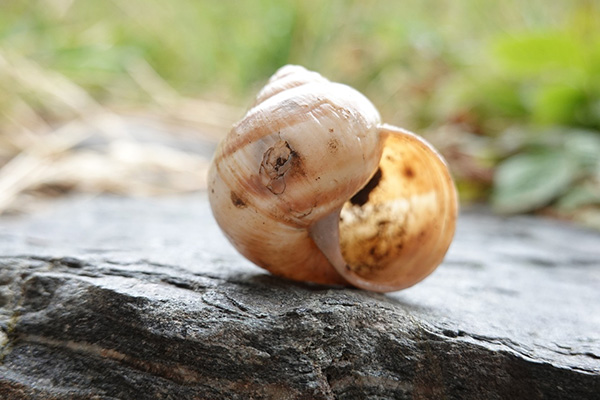 Empty shell to show the issue with practicing qigong and learning only the movements without deeper understanding