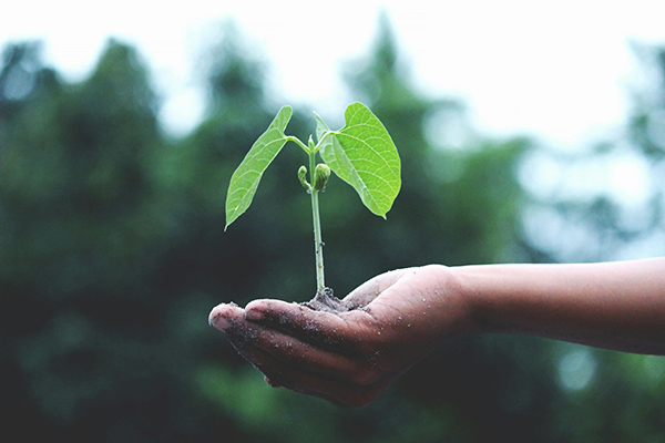 Plant growing to show that Wood is the element that represents the rising energy