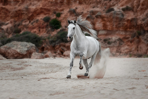 White horse galloping to show many qualities of this animal such as the strength, agility, power, gracefulness, resilience, free spirit