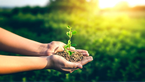A seed growing to show that the key is not forcing our will against the environment, but working with it and harmonizing with the cycles of nature